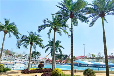 Eğlence Parkına 60 Sahte Palmiye Ağacı Yerleştirildi