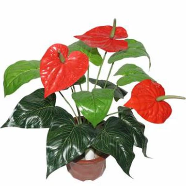 Yapay Anthurium bitki
