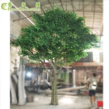Büyük Ficus Ağacı